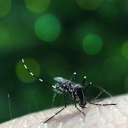 Awas, Infeksi DBD Kedua Kali Lebih Fatal!