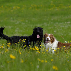 Punya Alergi? Ini Cara Memilih Hewan Peliharaan yang Tepat