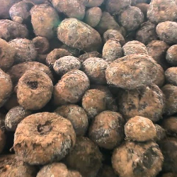 Memiliki Berbagai Khasiat, Inilah Kandungan Karbohidrat Porang!