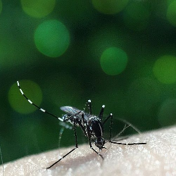 Di Tengah Pandemik Corona, Ada Wabah DBD yang Telan 100 Korban Jiwa