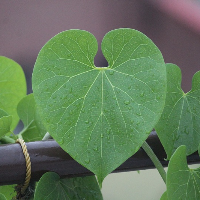 Benarkah Daun Bratawali Bisa Turunkan Gula Darah?