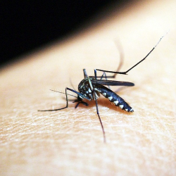 Ingin Bepergian, Kenali Daerah Endemik Malaria!