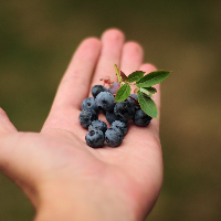 Kenali Segudang Manfaat Blueberry bagi Ibu Hamil, Apa Saja?