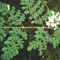 Khasiat Daun Kelor untuk Penderita Diabetes, Ibu Hamil, dan Menyusui