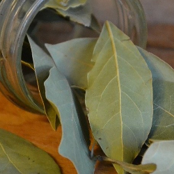 Wah, Ternyata Khasiat Daun Salam untuk Diabetes Tidak Main-main!