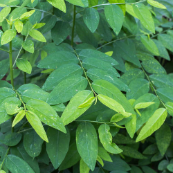 Mengenal Laktagogue, Zat untuk Meningkatkan Produksi ASI