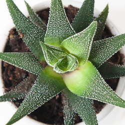 Amankah Lidah Buaya untuk Diabetes?