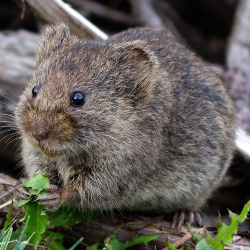 Layakkah Daging Tikus Dikonsumsi?