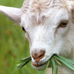 Benarkah Makan Torpedo Kambing Meningkatkan Libido?