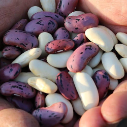 10 Makanan yang Tidak Bikin Gula Darah Naik