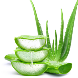 Tiga Manfaat Aloe Vera yang Populer untuk Mengatasi Masalah Kulit