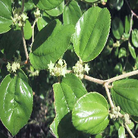 Manfaat Bidara bagi Kesehatan Wanita