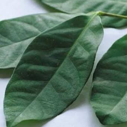 Berbagai Manfaat Daun Salam untuk Kesehatan!