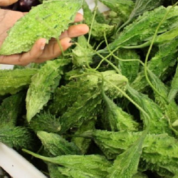 Manfaat Jus Pare untuk Kesehatan