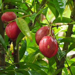 Cara Menyembuhkan Batuk dengan Obat Batuk Alami Berbahan Mahkota Dewa