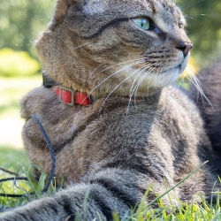 7 Manfaat Memelihara Hewan Bagi Anak