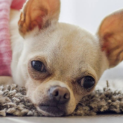 Memiliki Hewan Peliharaan Bantu Redakan Stres Saat Pandemi