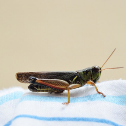 Jangkrik, Sumber Protein Masa Depan