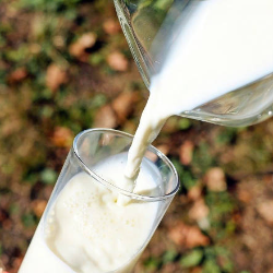 Kaya akan Nutrisi Alami, Yuk Cari Tahu Apa Saja Manfaat Mengonsumsi Susu Segar!