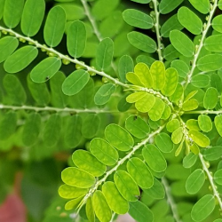 Manfaat Meniran Hijau untuk Kekebalan Tubuh