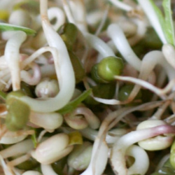 Ini Manfaat Tauge untuk Kesuburan Pria!