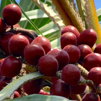 Manfaat Zuriat bagi Kesehatan Tubuh