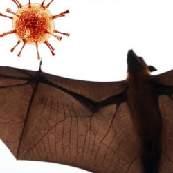 Mengenal Virus Nipah yang Berpotensi Mengancam Dunia