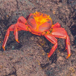 Hati-hati, Ini Ciri-ciri Orang Mental Kepiting!