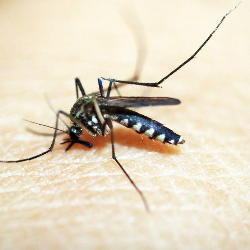 Nyamuk Wolbachia Pencegah DBD, Aman dan Rendah Risiko!