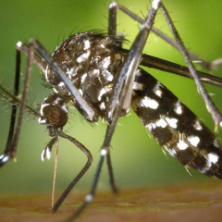 Cara Meningkatkan Trombosit pada Demam Berdarah