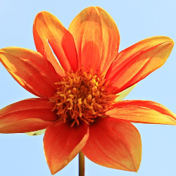 Kenali Gejala, Pengobatan, dan Pecegahan Klamidia