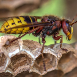 Pertolongan Pertama Jika Tersengat Tawon Vespa Affinis yang Mematikan!