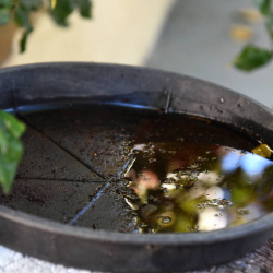 Ini Penyebab Angka DBD Awal Tahun ini Tinggi, dan Cara Agar Kita Terlindungi