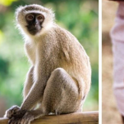 Gempar Cacar Monyet, Kenali Gejala dan Perbedaannya dengan Cacar Air!