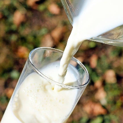 Panic Buying Susu Steril, Apa Bedanya dengan Susu UHT?