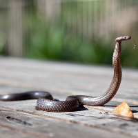 Pertolongan Pertama Jika Digigit Ular