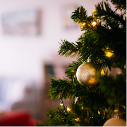 Pohon Natal Bisa Jadi Rumah Bagi 25.000 Jenis Serangga!