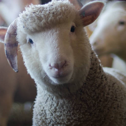 Daging Kambing atau Domba Sama Sehatnya dengan Daging Sapi!