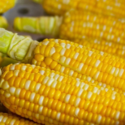 5 Resep Bubur dari Jagung untuk Bayi Usia 6 Bulan