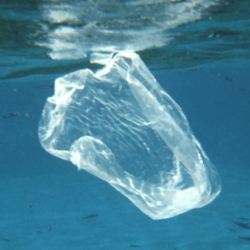 Berapa Ton Sampah Plastik Dibuang ke Laut, Penyebab Kematian Paus?