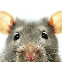 Selain Cacar Monyet, Penyakit-penyakit Ini Bisa Ditularkan dari Hewan ke Manusia!