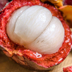 Kenali Tanaman Obat Asli Indonesia yang Kaya Antioksidan