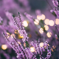 Tanaman yang Ampuh Mengusir Nyamuk di Rumah