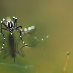 Kondisi Komorbid Seperti Diabetes dan Hipertensi Dapat Memperparah Demam Berdarah