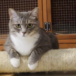 Tips Aman Pelihara Kucing Ketika Memiliki Bayi