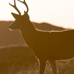 Awas Virus 'Rusa Zombie' Bisa Menyebar ke Manusia