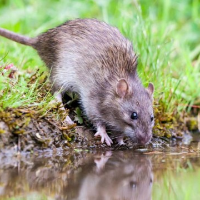 Waspada Leptospirosis, Penyakit yang Mengintai saat Banjir!