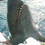 cah laut
